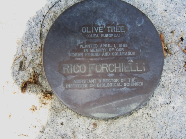 Rico Forchielli
